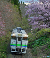 2017,05.01 桜咲く頃