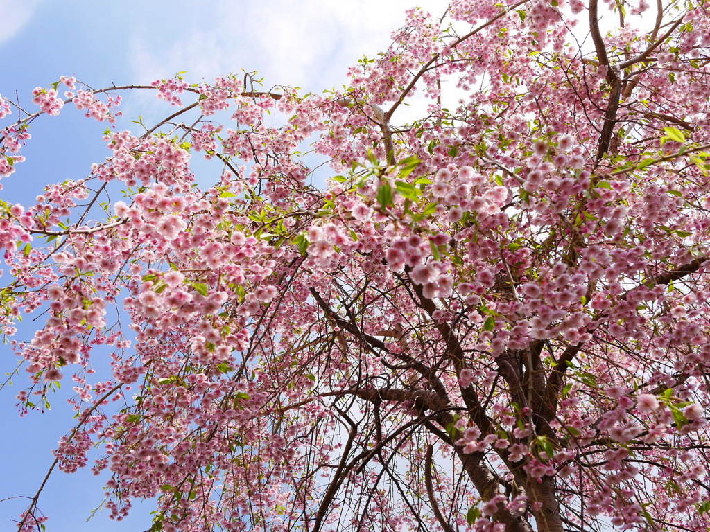 2014.05.10 身近な桜(10)