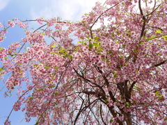 2014.05.10 身近な桜(10)