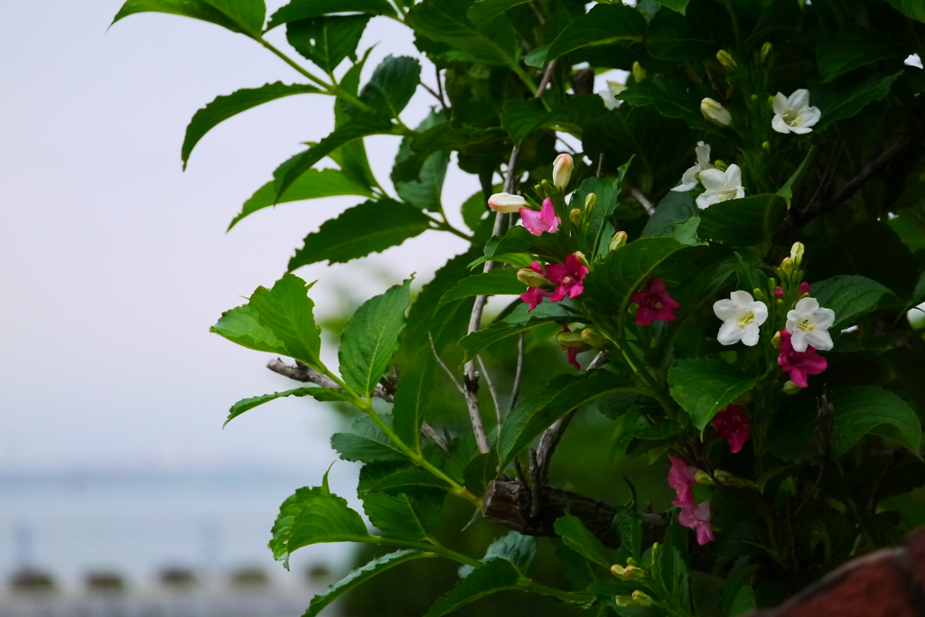 2014.06.18 港の草花たち(5)