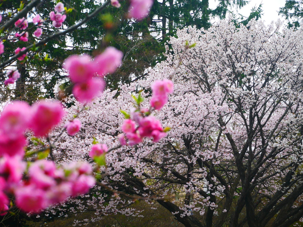 2014.05.02 道南開花(2)