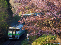 2017.05.04 朝陽を浴びる・桜列車