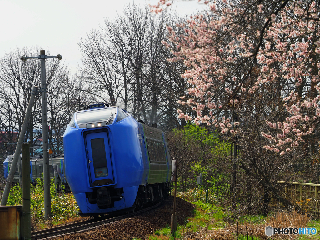 2016.05.01 桜と２８１系