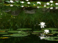 2014.07.12 公園の草花(5)
