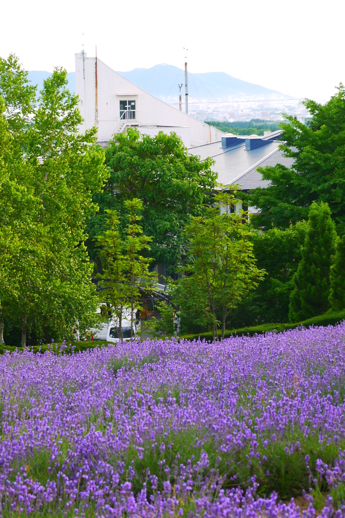 函館山を臨む