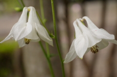 釣鐘型の花：ホワイト