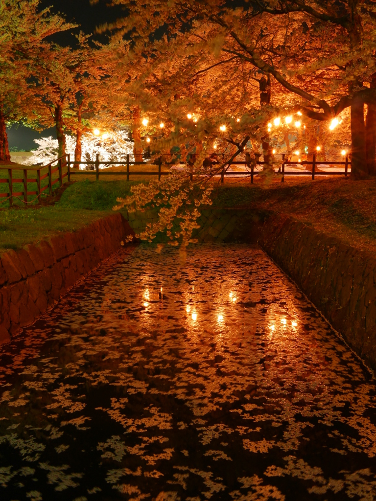 2014.05.06 祝・築城１５０年桜(7)