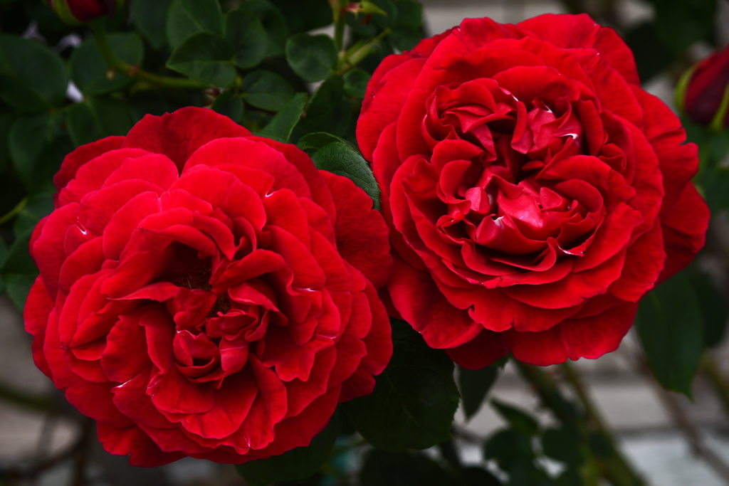 薔薇２