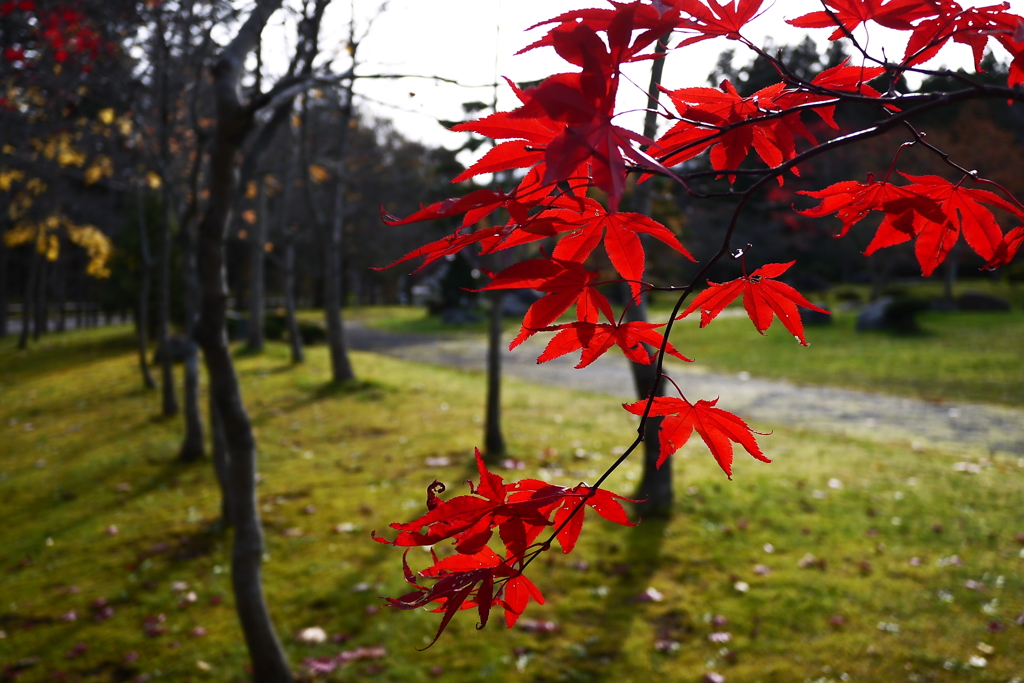 2013.11.9 道南の紅葉(14)