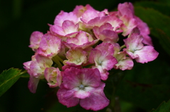 雨あがりの紫陽花（８）