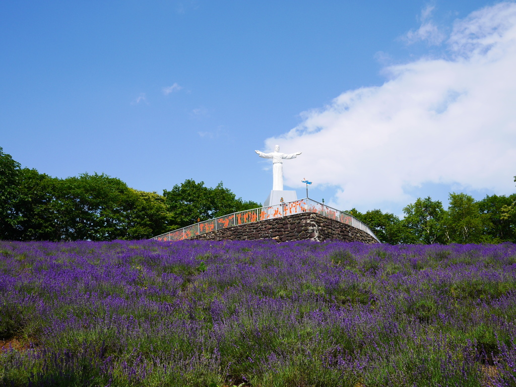 2014.07.12 公園の草花(10)