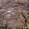 2016.05.06 1.5㌔続く桜トンネル