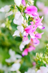 萩の花（１）