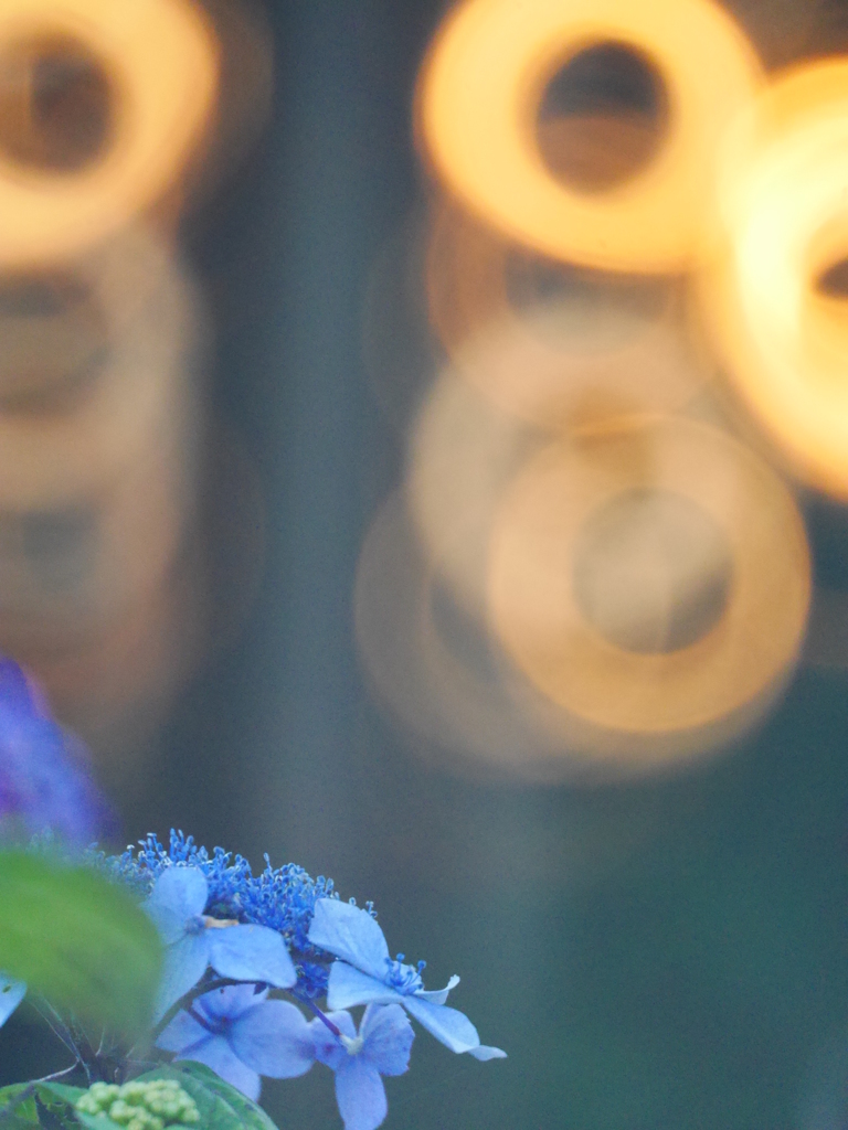 2014.07.11 AZISAI(3)