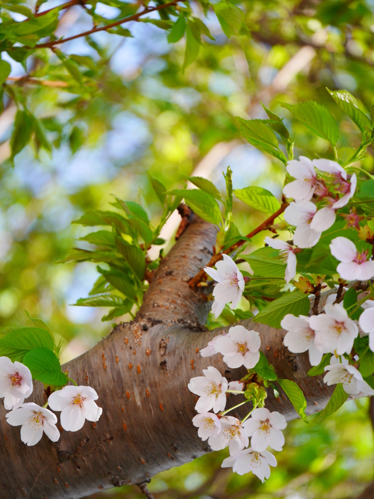 2014.05.10 身近な桜(5)