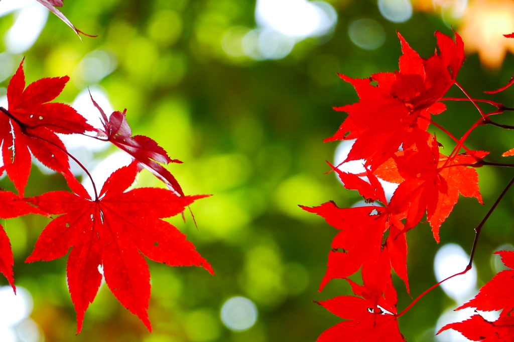 2013.11.4 道南の紅葉(20)
