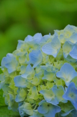 雨あがりの紫陽花（１０）