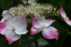 雨露の紫陽花　５