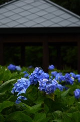 雨露の紫陽花　１
