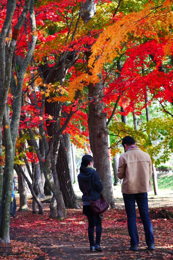2013.11.4 道南の紅葉(10)