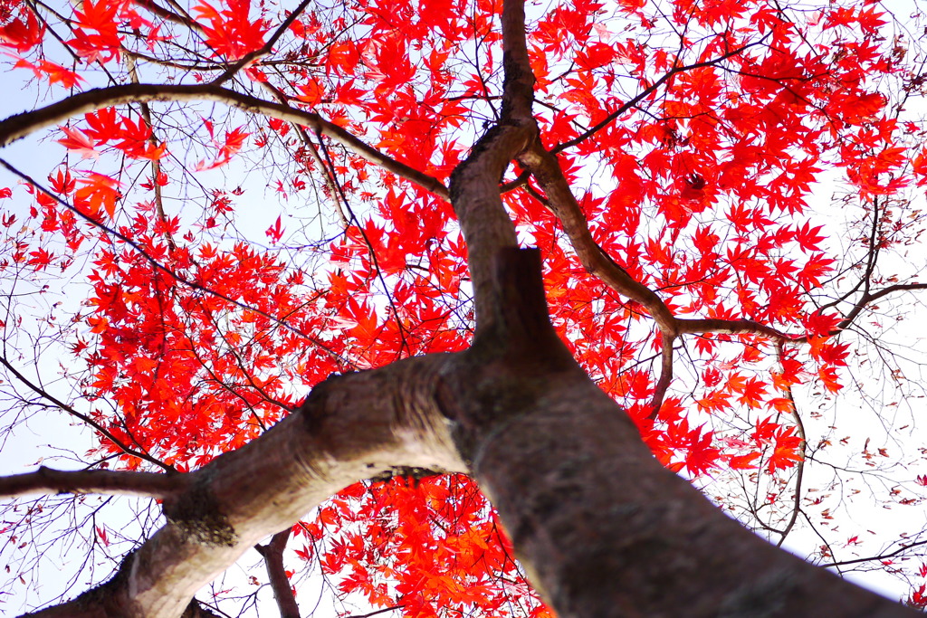2013.11.9 道南の紅葉(20)