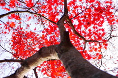 2013.11.9 道南の紅葉(20)