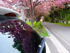 桜ミラー