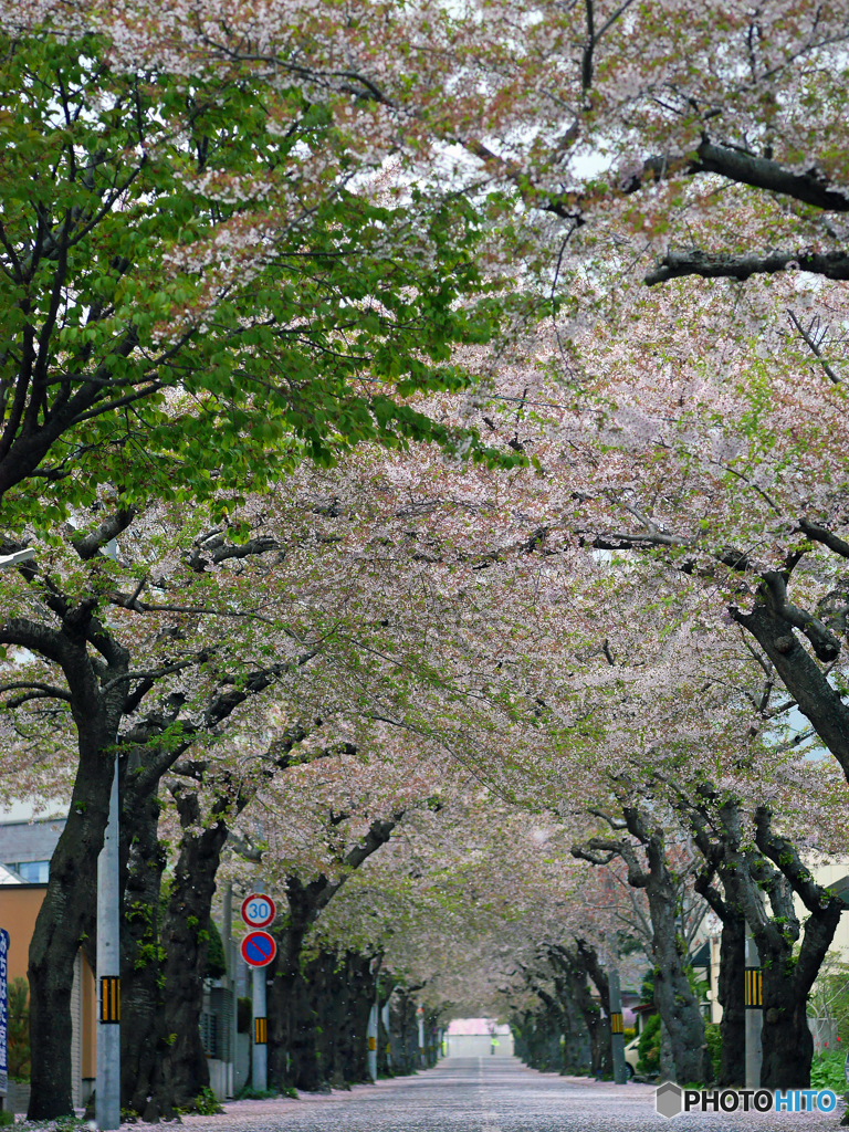 2017.05.07 桜トンネル