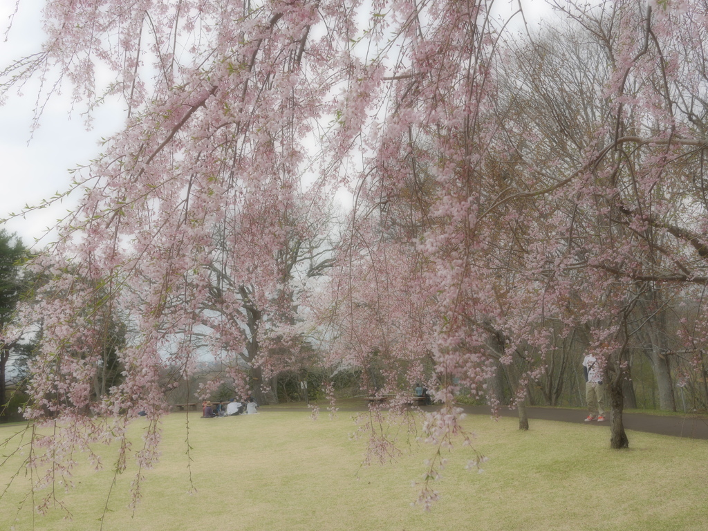 2014.05.05 道南・春爛漫(3)