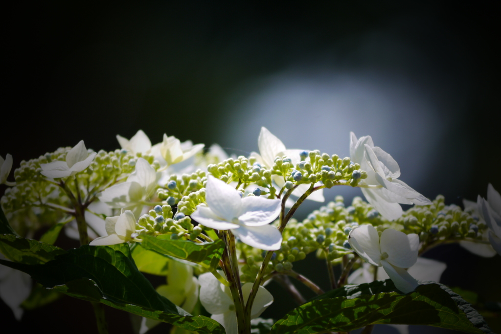 紫陽花６