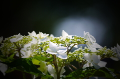 紫陽花６