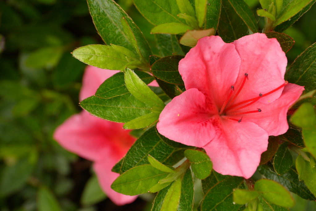 full bloom