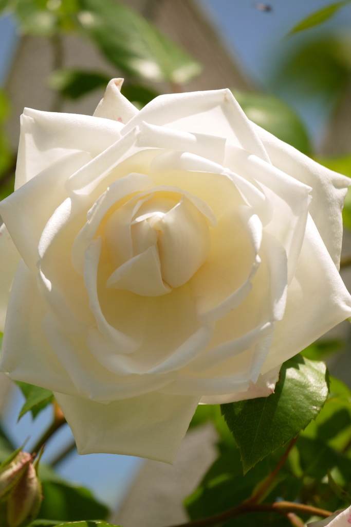 薔薇１