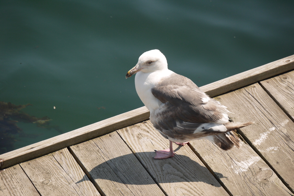 函館湾のカモメ（幼鳥）