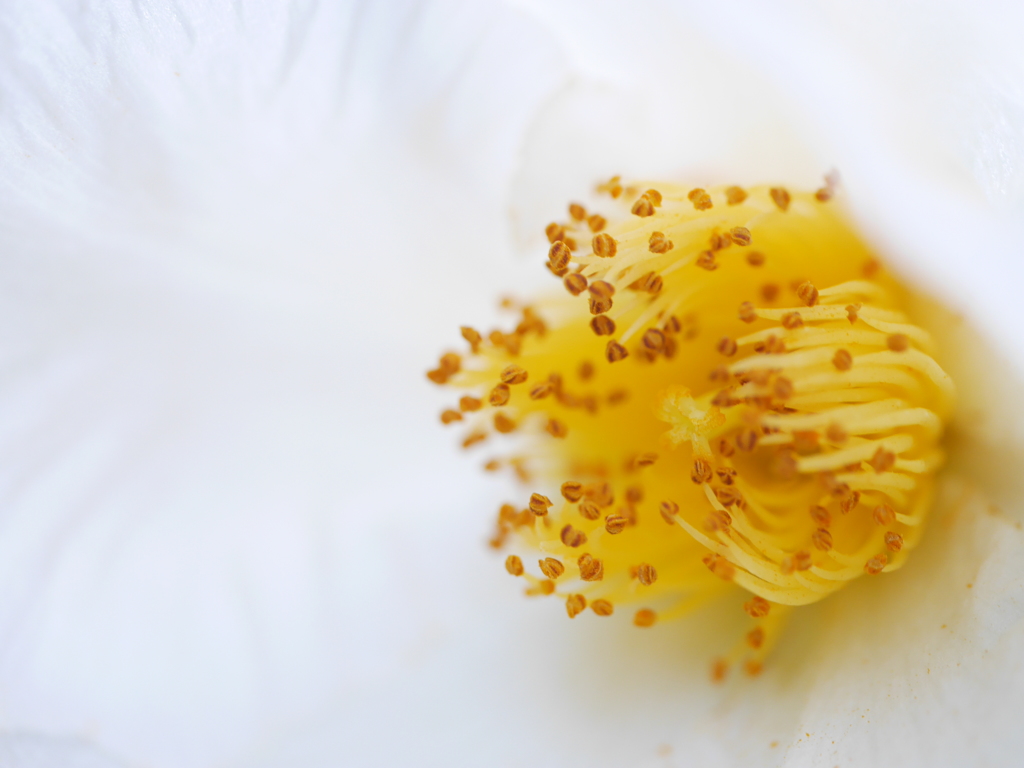 2014.07.11 道南初夏の花々(9)