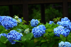 雨露の紫陽花　６
