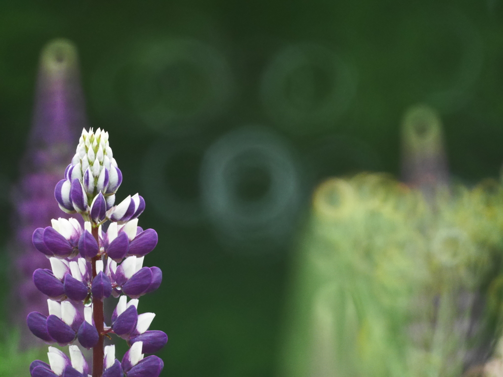 2014.06.17 湖畔の花々(4)