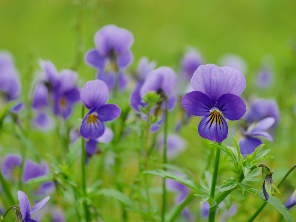 2014.06.17 湖畔の花々(6)