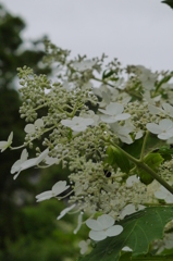 雨あがりの紫陽花（４）