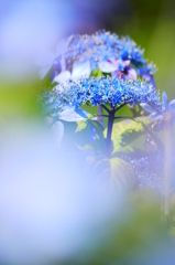 紫陽花９