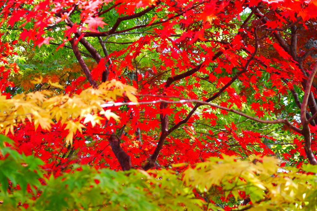 2013.11.4 道南の紅葉(30)