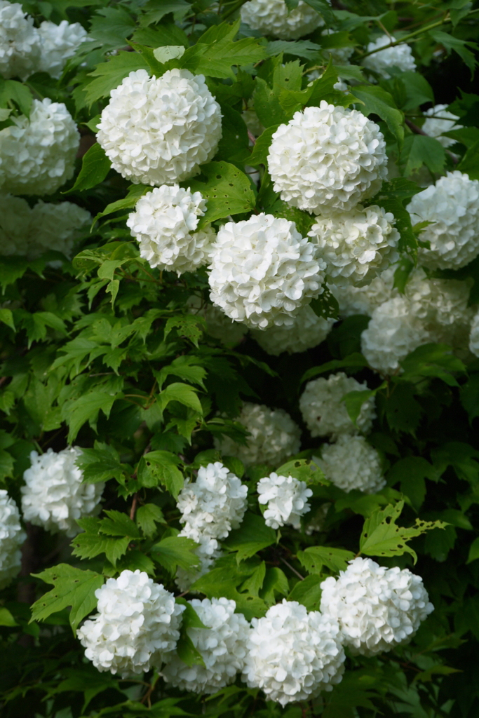 白い紫陽花