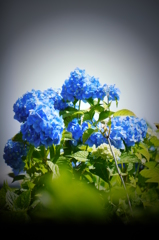 紫陽花１