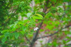 2014.05.15 身近な桜(7)