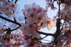 2014.05.04 祝・築城１５０年桜(2)