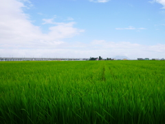 2014.07.27 道南献夏(1)