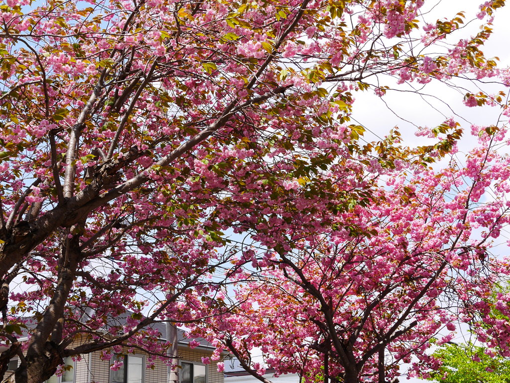 2014.05.18 身近な桜(8)