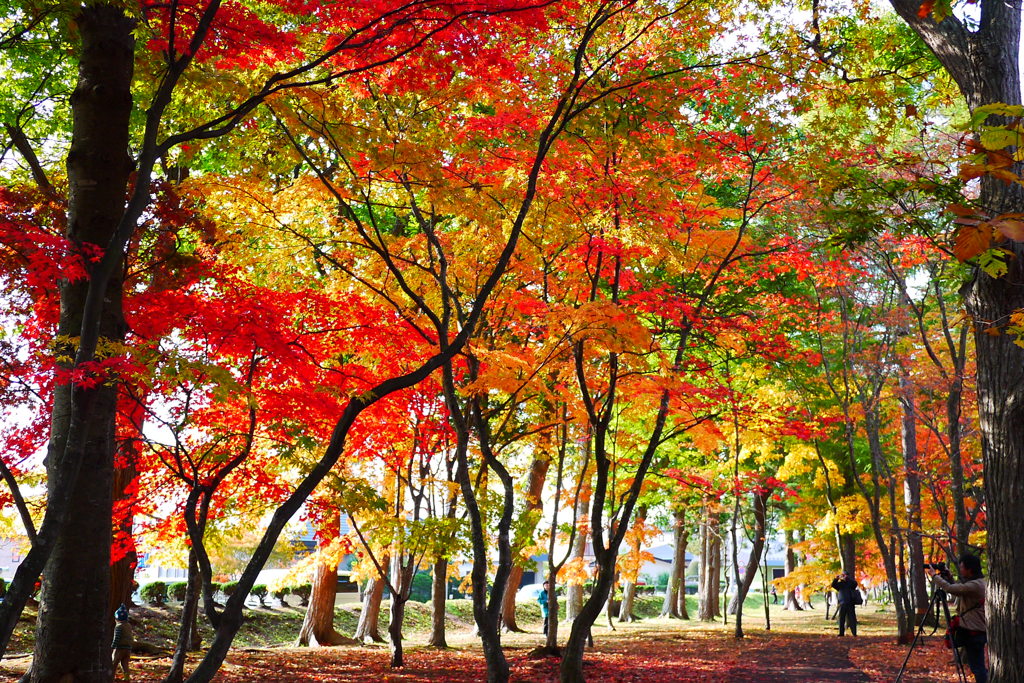 2013.11.4 道南の紅葉(3)