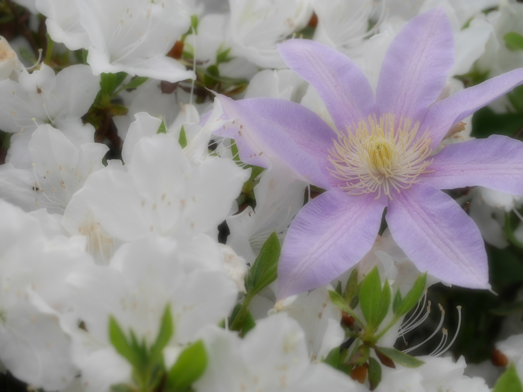 2014.06.06 市街地公園の花々(1)
