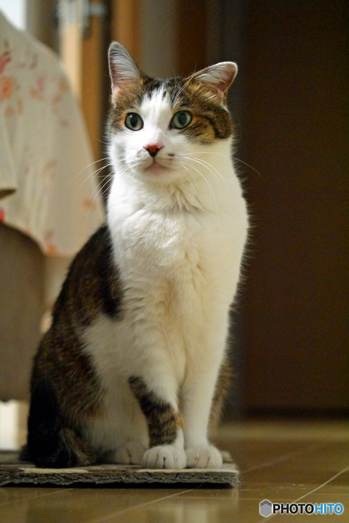 2017.03.12 カッちん＆タラっち物語 part11(2).。.:*・゜